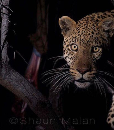 Machaba Camp Botswana Okavango Delta Little Machaba Camp Leopard 2 Sightings November 2017
