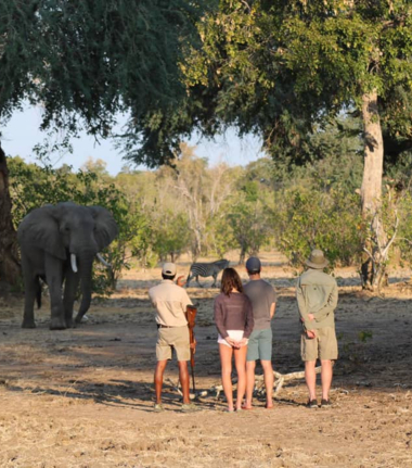 Zimbabwe Mana Pools Ingwe Pan August 2020 Cta Mana Pools