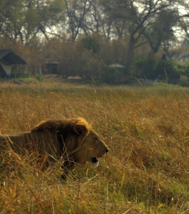 Machaba Camp Botswana Okavango Delta Little Machaba Camp Lion 1 Sightings September 2017