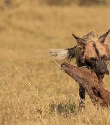 Machaba Camp Botswana Okavango Delta Little Machaba Camp Wild Dog Sightings June 2018