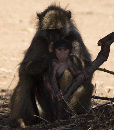 Machaba Botswana Chobe Ngoma Safari Lodge Baboons Sightings September 2019