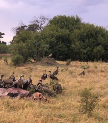 Machaba Camp Botswana Okavango Delta Little Machaba Camp Vultures Sightings November 2018