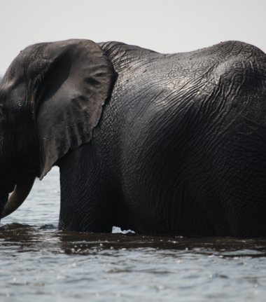 Machaba Safaris Botswana Chobe Sightings Elephant