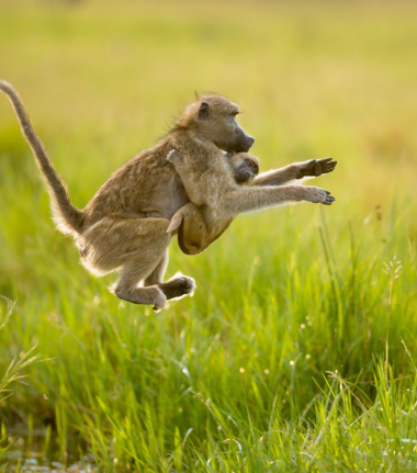 Machaba Monachira Camp Wildlife Sightings October 2025 Baboon And Her Baby