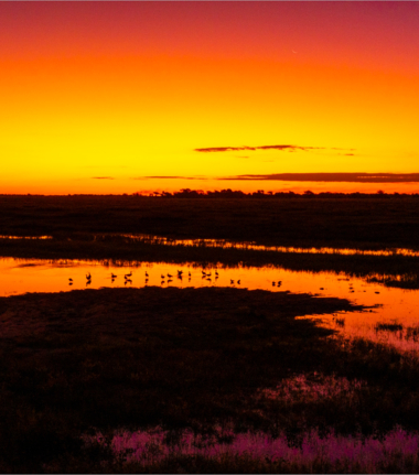 Machaba Ngoma Safari Lodge Wildlife Sightings October 2025 Chobe National Park At Sunset
