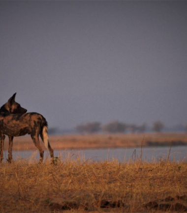 Zimbabwe Mana Pools Ingwe Pan Cta