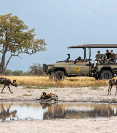 Machaba Kiri Camp Wildlife Stories November 2025 Safari Experience