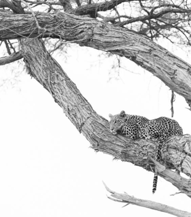 Machaba Botswana Okavango Delta Little Machaba Camp 3 Leopard Sightings April 2019