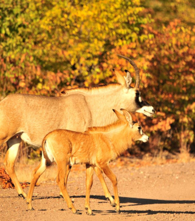 Machaba Zimbabwe Hwange Deteema Camp Bushbucks 2 Sightings 2019