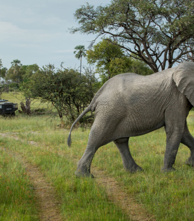 Gomoti Plains April Wildlife Sightings Cta