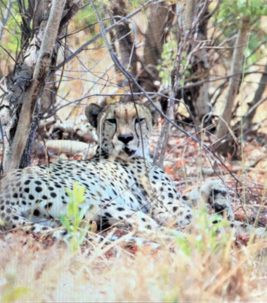 Machaba Zimbabwe Hwange Verneys Camp Cheetah Sightings September October 2019