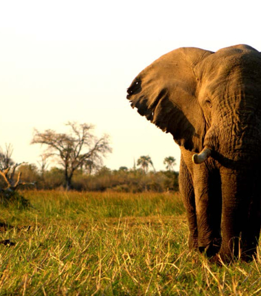 Machaba Botswana Okavango Delta Gomoti Plains Camp Elephant Sightings August 2017