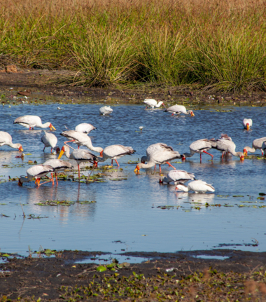 Botswana Machaba Birds Sightings