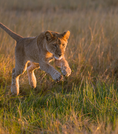Machaba Camp Botswana Okavango Delta Little Machaba Camp Lion Sightings July 2019