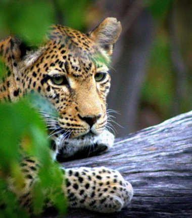 Machaba Botswana Okavango Delta Machaba Leopard Sightings April 2017