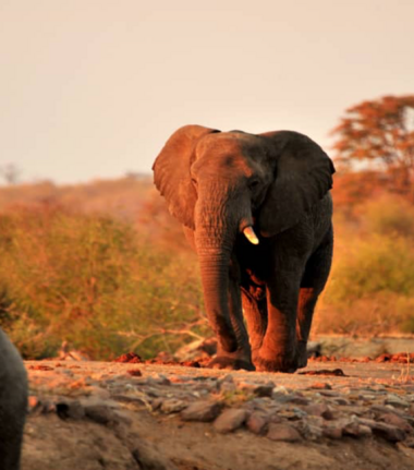 Machaba Zimbabwe Hwange Deteema Camp Elephant Sightings August 2019