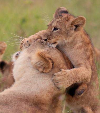Machaba Botswana Okavango Delta Gomoti Plains Lion Cub Sightings April 2018
