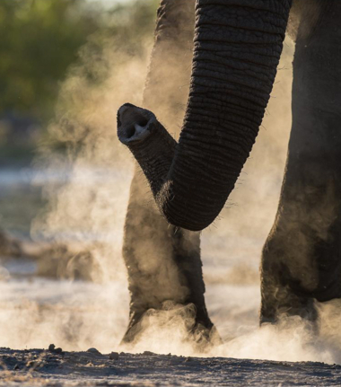 Machaba Botswana Okavango Delta Machaba Camp Elephant Sightings Update June 2017