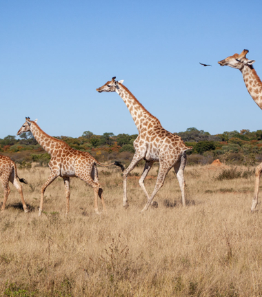 Botswana Okavango Delta Machaba Camp Sightings Feb 2021 Cta 02