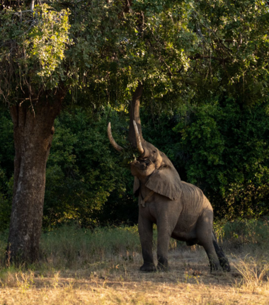 Zimbabwe Mana Pools Elephant