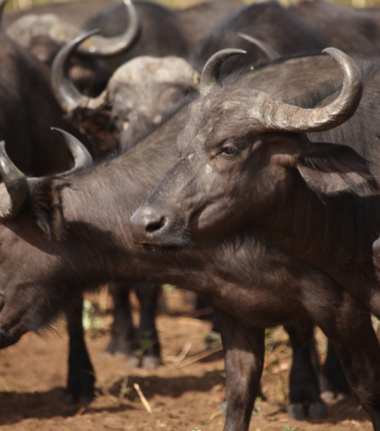 Botswana Chobe Ngoma Safari Lodge Sightings Buffalos 2019 October