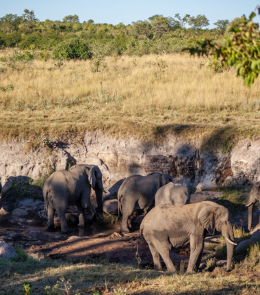 Zimbabwe Hwange National Park Deteema Springs Cta