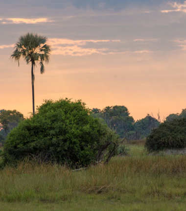 Botswana   Okavango Delta   Machaba Camp   November Sightings   Elephant In Landscape