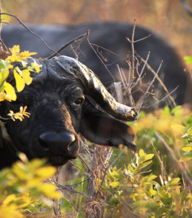 Machaba Zimbabwe Hwange Verneys Camp Buffalos Sightings April 2019