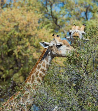 Machaba Safaris Botswana Chobe Ngoma Lodge Sightings Dec 2019 Cta Giraffe