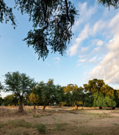 Machaba Ingwe Pan Camp Wildlife Sightings October 2025 Mana Pools National Park