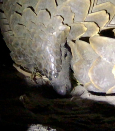 Machaba Camp Botswana Okavango Delta Little Machaba Camp Pangolin 1 Sightings June 2019