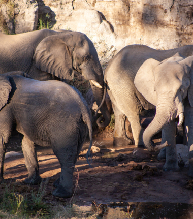 Machaba Zimbabwe Deteema Springs Sighting February 2020 Hwange Cta