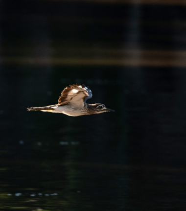 Machaba Mana River Camp Wildlife Sightings October 2025 Water Thick Knee