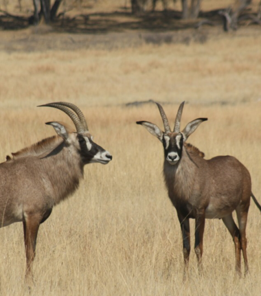 Machaba Zimbabwe Hwange Verneys Camp Bushbuck Sightings August 2019