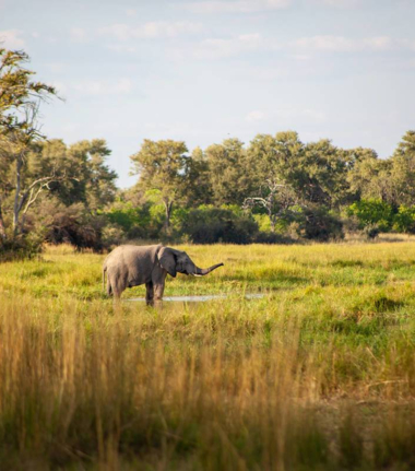 Machaba Botswana Okavango Delta August Sightings 2020 Cta Botswana