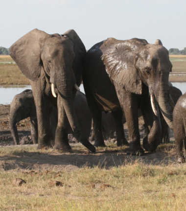 Machaba Ngoma Safari Lodge Wildlife Sightings December 2025 Elephant Herd After A Swim
