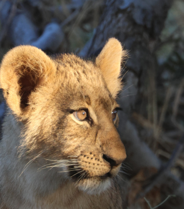 Machaba Safaris   Botswana   Okavango Delta   Gomoti Plains   Lion Cub 8