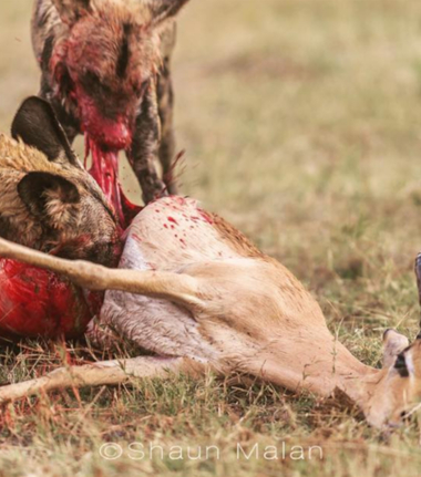 Botswana Okavango Delta Machaba Camp Wild Dogs And Springbok Sightings 2017 December