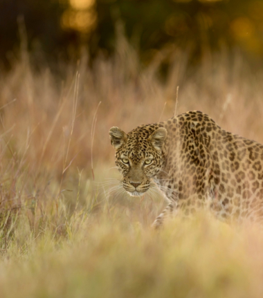 Machaba Camp Wildlife Sightings October 2025 Leopard Prowling In Tall Grass