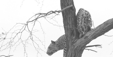 Machaba Botswana Okavango Delta Gomoti Plains Leopard 2 Sightings May 2018