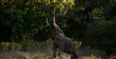 Machaba Zimbabwe Mana River Experiences Unique Wildlife Behaviour