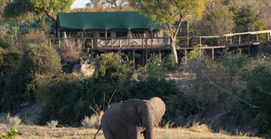 Machaba Zimbabwe Deteema Experiences Wildife Elephant In Front Of Lodge