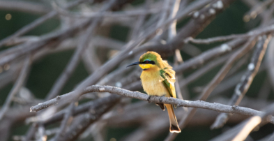Machaba Zimbabwe Mana River Experiences Birding Litle Bee Eater