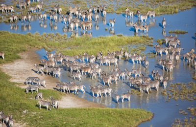 Web Machaba Safaris Secret Season Experience Wildlife Zebra