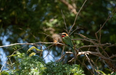 Web Machaba Safaris Secret Season Wildlife Birding White Fronted Bee Eater