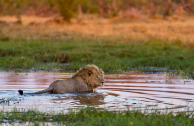 Web Machaba Safaris Secret Season Lion Crossing River