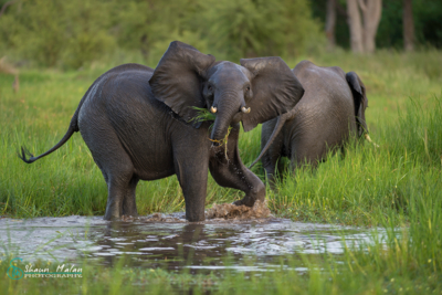 Web Machaba Safaris Secret Season Wildlife Safari Elephant