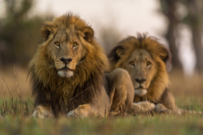 Web Machaba Safaris Secret Season Male Lions