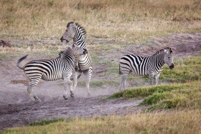 Machaba Verneys Experience Safari Mvr 003