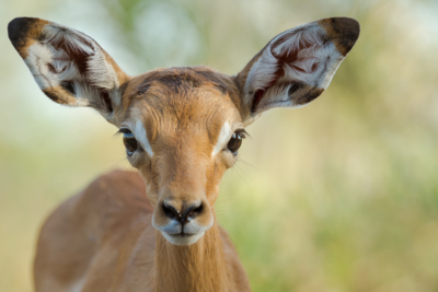 Web Machaba Safaris Secret Season Experience Wildlife Impala